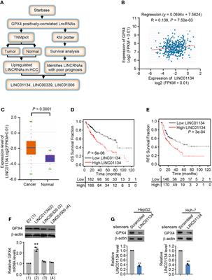 Silenced LINC01134 Enhances Oxaliplatin Sensitivity by Facilitating Ferroptosis Through GPX4 in Hepatocarcinoma